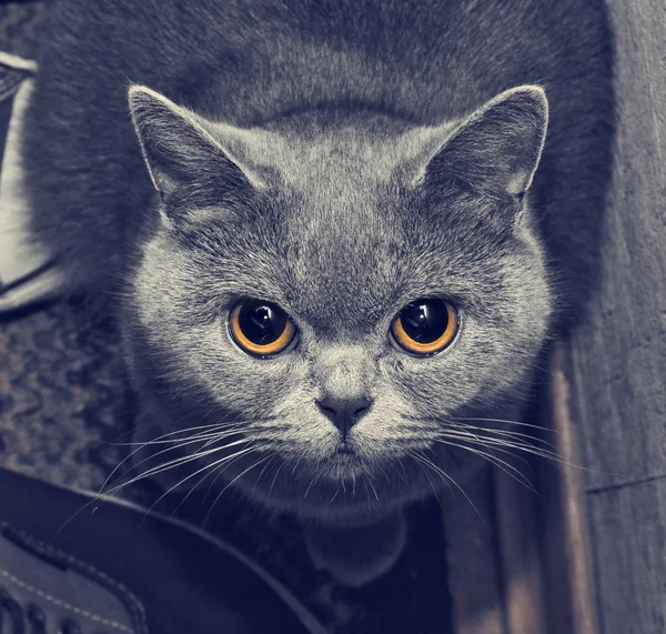 Gray Scottish cat, close-up portrait of the face