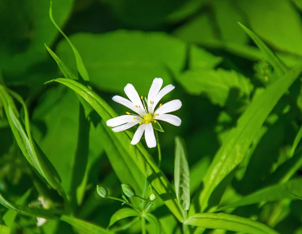 Small White Flowers Anemone Spring Forest — Stock Photo, Image