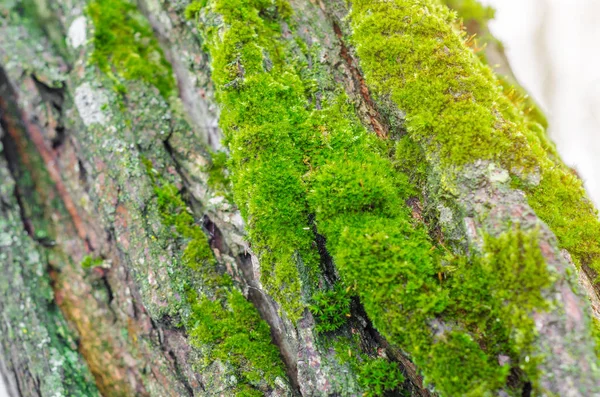 树干底部的森林里的青苔 自然背景 — 图库照片