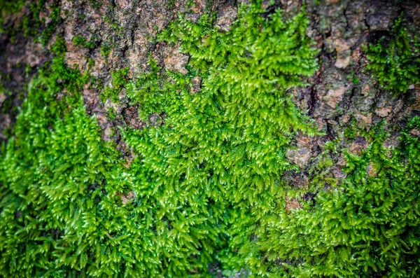 Green Moss Forest Bottom Tree Trunk Nature Background Ecology Deforestation — Stock Photo, Image