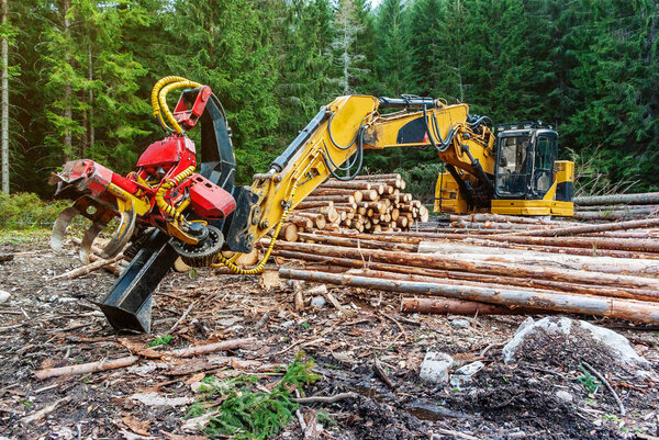 Woodworking machine tractor harvester in forest. Primary wood processing, pruning branches. Deforestation.