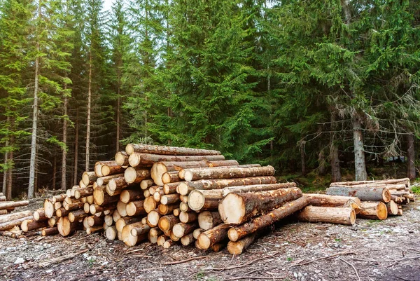 Wald Aufgeschichtete Frisch Gefällte Kiefernstämme Abholzung Entwaldung Umweltfragen — Stockfoto