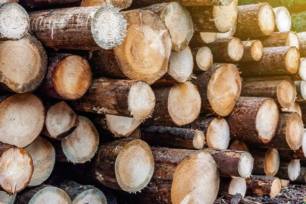 Troncos Pino Recién Cortados Apilados Bosque Tala Deforestación Las Cuestiones —  Fotos de Stock