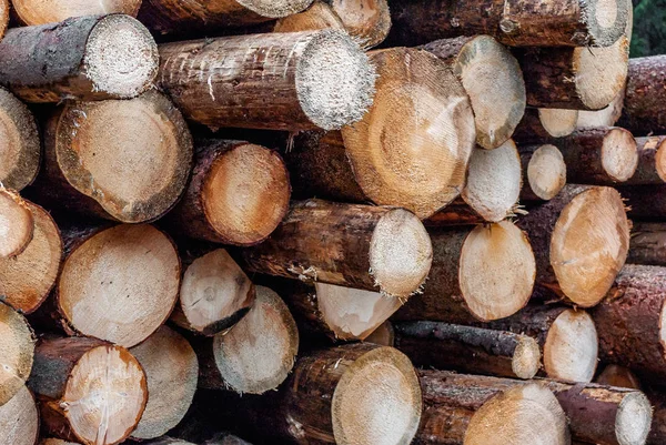Φρεσκοκομμένα Κορμούς Πεύκου Στοιβαγμένα Στο Δάσος Υλοτομία Αποψίλωση Περιβαλλοντικά Θέματα — Φωτογραφία Αρχείου