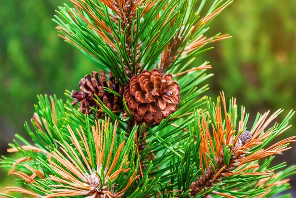 Cones Carpathian Pine Branch Green Needles — Stock Photo, Image