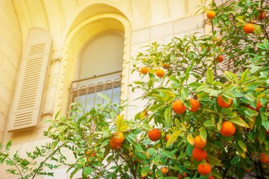 Mandalina ağacı yakınındaki eski ev pencere turuncu meyve ile. Narenciye, sağlıklı gıda, vitaminler