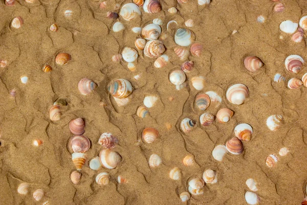 Seashells on the yellow sand by sea. Nature, recreation, travel