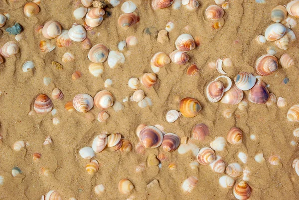 Скам Янілості Жовтому Піску Морем Природа Відпочинок Подорожі — стокове фото