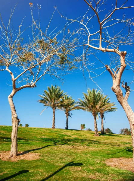 以色列公园的一座小山上有四棵棕榈树 娱乐区 城市空间 — 图库照片