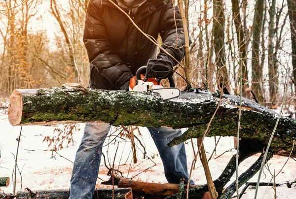 Male lumberjack cuts a log in forest with a chain saw. Forest clearing, tree cutting, ecology. Earth Resources.