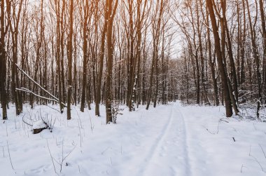 Kış orman, ağaçlar, gece sahne, frost, Noel ruh arasında günbatımı.
