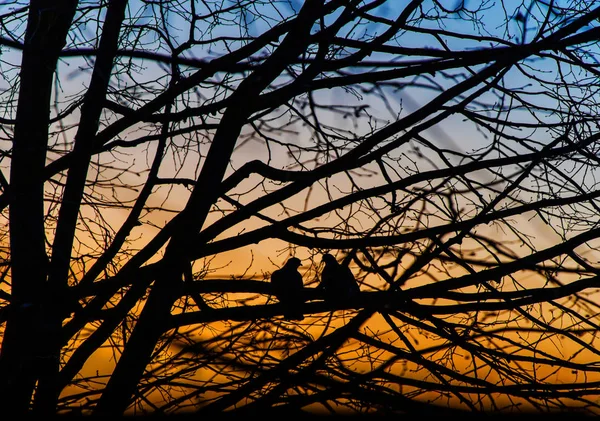 Silhouetten von Tauben auf den Ästen von Bäumen gegen den Rücken — Stockfoto