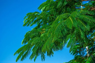 Mavi gökyüzü arka plan üzerinde akasya dallarında. Yaz arka plan, doğa, çevre koruma