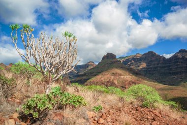 Ağaç kalın bir gövde ve Kanarya Adaları'nda yeşil yaprakları ile