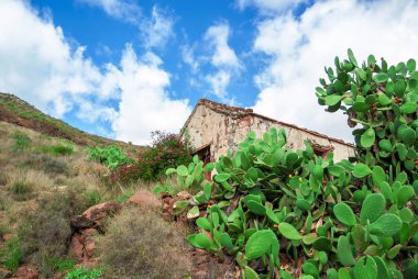 Kaktüsler Dağı'nda ile büyümüş terk edilmiş yazlık