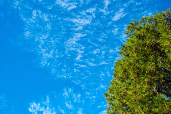 Branches of a pine on background of a blue sky. Summer background, nature, environmental protection — Stock Photo, Image