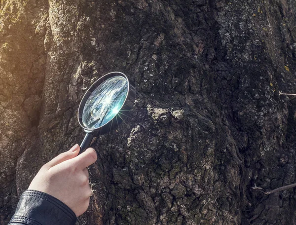 Giovane ragazza esamina gli oggetti su un albero corteccia attraverso un ingrandimento — Foto Stock