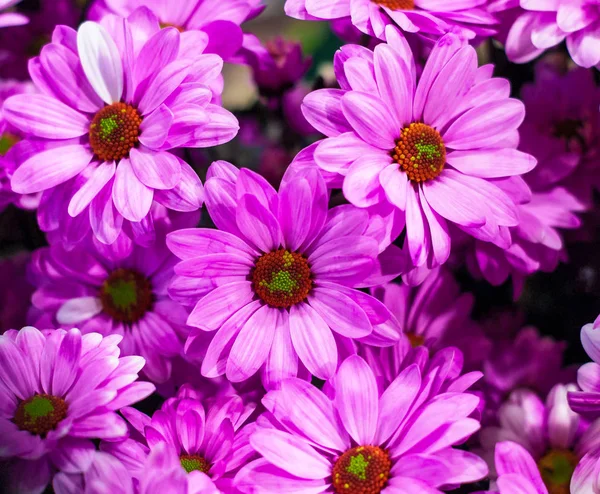 Flores violetas em um buquê — Fotografia de Stock