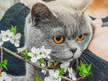 Gri bir kedi İngiliz düz cins portresi. Beyaz kiraz çiçekleri ile şube yakınında
