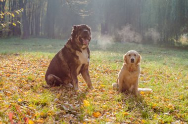 Köpekler bir yürüyüşte Golden Retriever ve Kafkas Çoban doğurmak 