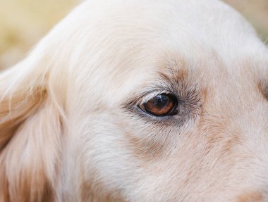 Sonbahar parkında bir yürüyüş köpek ırkı Golden Retriever