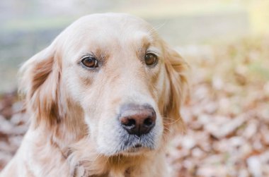 Köpek ırkı Golden Retriever yello üzerinde sonbahar parkta bir yürüyüş