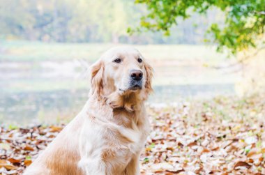 Köpek ırkı Golden Retriever yello üzerinde sonbahar parkta bir yürüyüş