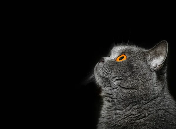 검은 배경에 회색 영국 고양이 초상화 — 스톡 사진