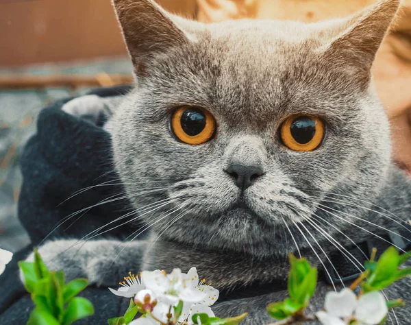 Potret kucing abu-abu ras kucing Inggris lurus. Dekat cabang dengan bunga ceri putih — Stok Foto