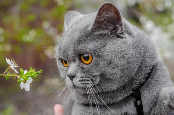 회색 고양이 영국 직선 품종의 초상화입니다. 하얀 벚꽃과 가지 근처 — 스톡 사진