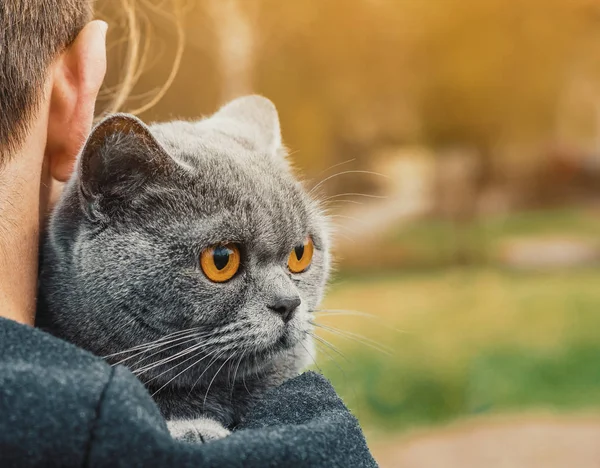 Potret kucing abu-abu ras kucing Inggris lurus. Dalam pelukan seorang anak laki-laki — Stok Foto