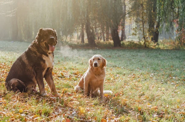 Köpekler bir yürüyüşte Golden Retriever ve Kafkas Çoban doğurmak — Stok fotoğraf