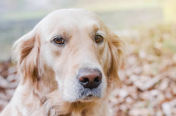 Köpek ırkı Golden Retriever yello üzerinde sonbahar parkta bir yürüyüş — Stok fotoğraf