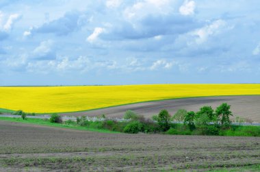 Yol kenarında gökyüzünün arka planda çiçekli tecavüz alanı