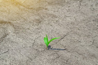 Temiz zeminde taze mısır filizleniyor.