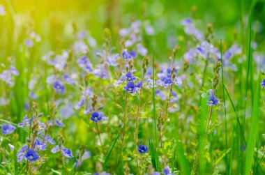Yeşil çimenlerin arasında bir tarlada beni unutma- değil çiçekler. Yaz sahnesi, vahşi yaşam.