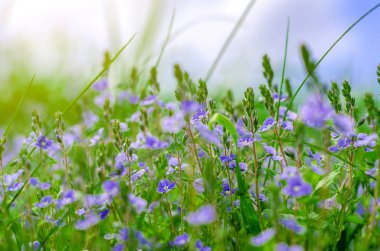 Yeşil çimenlerin arasında bir tarlada beni unutma- değil çiçekler. Yaz sahnesi, vahşi yaşam.