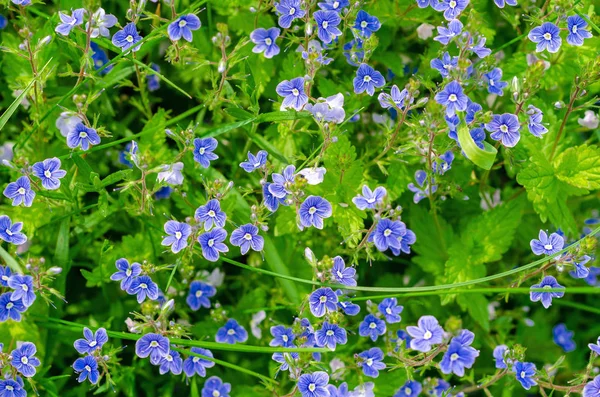 Glöm-mig-inte blommor i ett fält bland grönt gräs. Sommarscen, djurliv. — Stockfoto