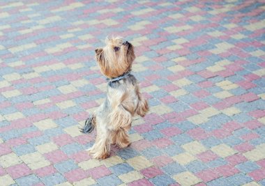 evin yakınındaki sitede küçük köpek Yorkshire Terrier