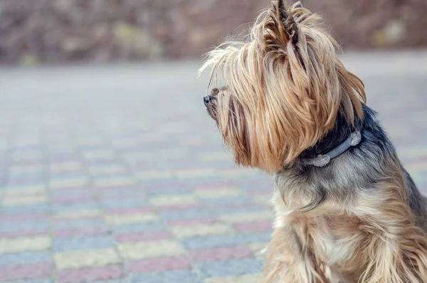 Evin yakınındaki sitede küçük köpek Yorkshire Terrier — Stok fotoğraf