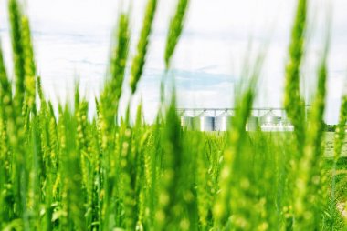Tarlada taze yeşil buğday. Arka taraftaki modern asansör.