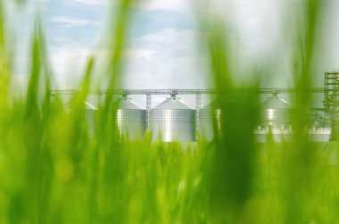 Tarlada taze yeşil buğday. Arka taraftaki modern asansör.