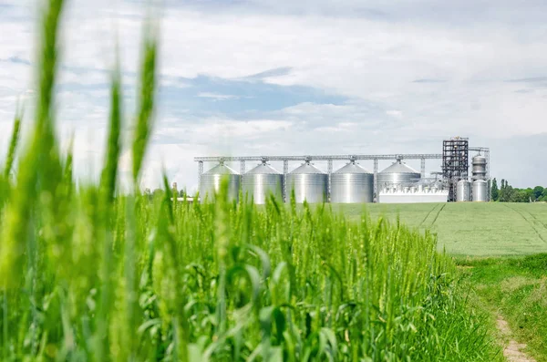 Tarlada taze yeşil buğday. Arka taraftaki modern asansör.