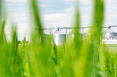 Tarlada taze yeşil buğday. Arka taraftaki modern asansör.