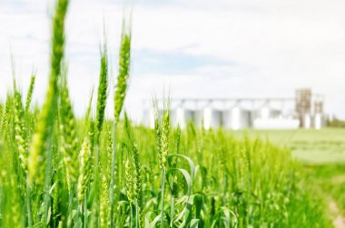 Tarlada taze yeşil buğday. Arka taraftaki modern asansör.