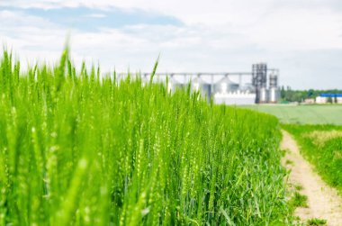Tarlada taze yeşil buğday. Arka taraftaki modern asansör.