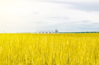 Buğday alanında metal modern asansör