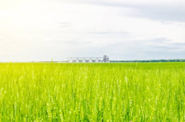 Buğday alanında metal modern asansör