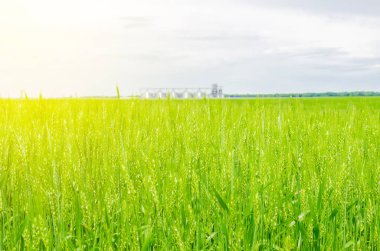 Buğday alanında metal modern asansör