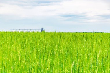 Tarlanın yakınında büyük tarım asansörü buğday ile ekildi. Modern kırsal tarımsal üretim